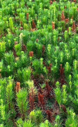 FungiDownUnder's tweet photo. Please RT: We are hiring a post doc with experience in tree pathology and beneficial microbes to develop innovative techniques with forestry companies to refine current nursery management of pine disease.  More information at:  https://t.co/OfvDE578Qk https://t.co/H8ms5yfCoz