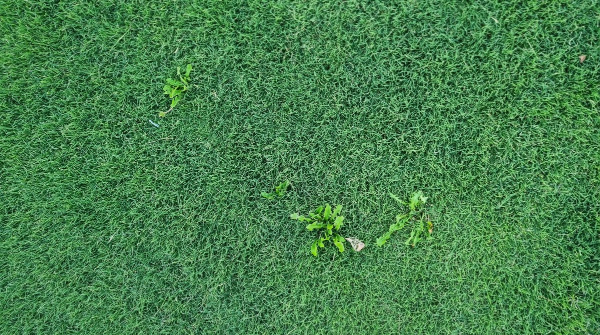 GeezaColeman's tweet image. 20/
Dataset name: Broadleaf Weeds in Common Couch

Classes: 3 (T. officinale, E. bonariensis, S. oleraceus)

Annotation type: bounding box

Image count: 78

weed-ai.sydney.edu.au/datasets/8b14a…