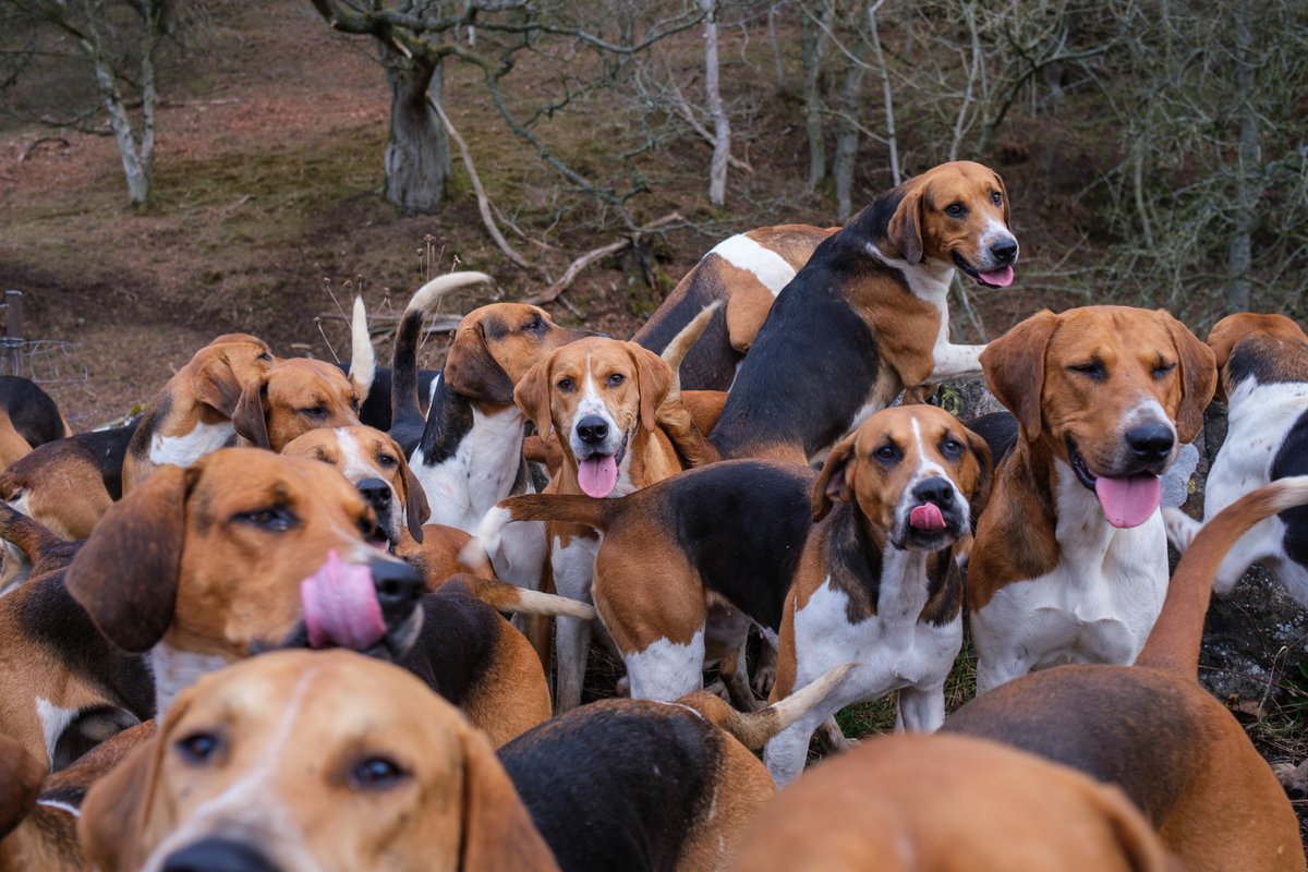 lurcherwork's tweet photo. #foxhounds #keephunting #hounds #englishfoxhounds #houndexercise https://t.co/qO0XNJDNd0