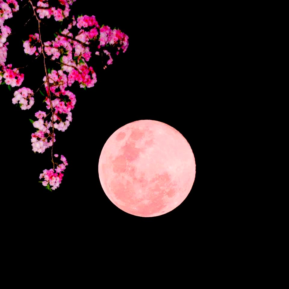 AnitaBacha's tweet photo. A pink moon rises
Plum tree blossoms like ink marks -
In a poetry book
Une lune rose se lève
Fleurs de prunier comme des marques d’encre -
Dans un livre de poésie
#haiku #poetry
#pinkmoon
#lunerose
#spring
#printemps https://t.co/1R3LI6LLQU