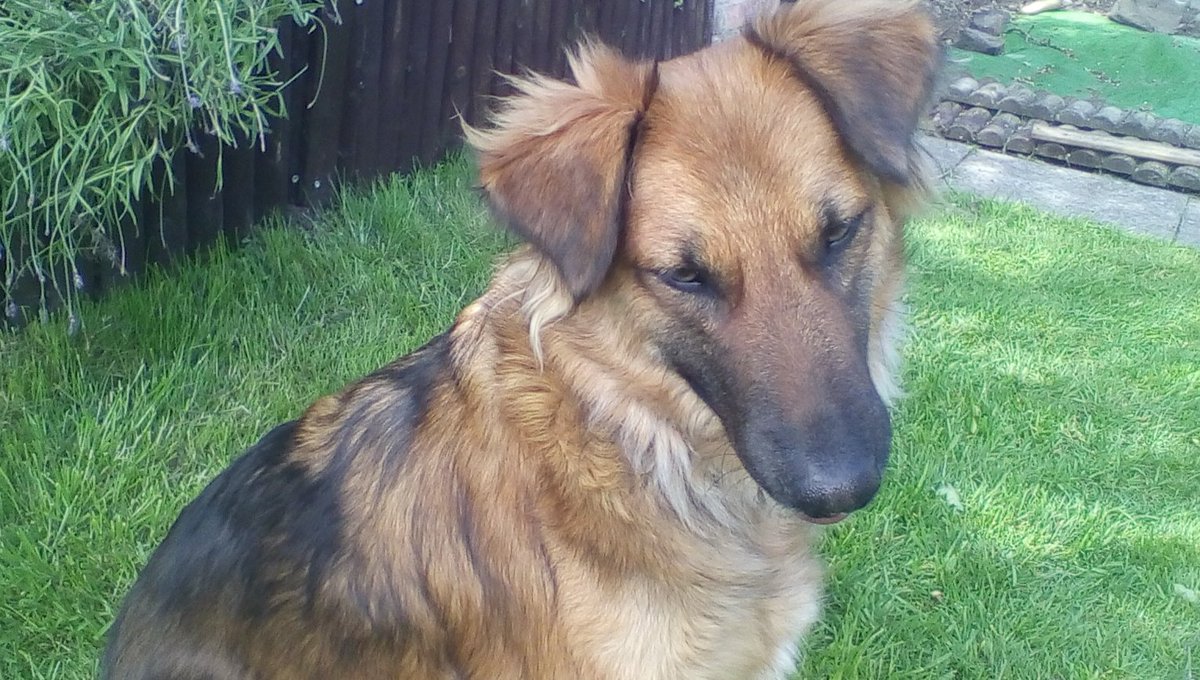 patricia_devon's tweet photo. #ThrowbackThursday One of the first pictures i ever took of Kira when we rescued her over 7 years ago #rescuedogs #timegoesquick https://t.co/sFELuSwmKy