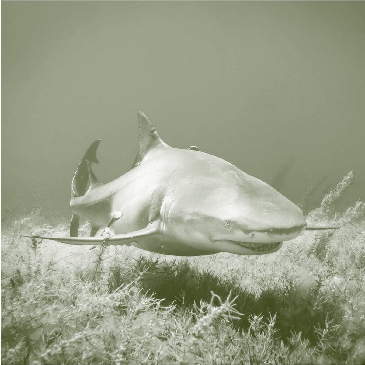 Bee Human 🐝 tweet media