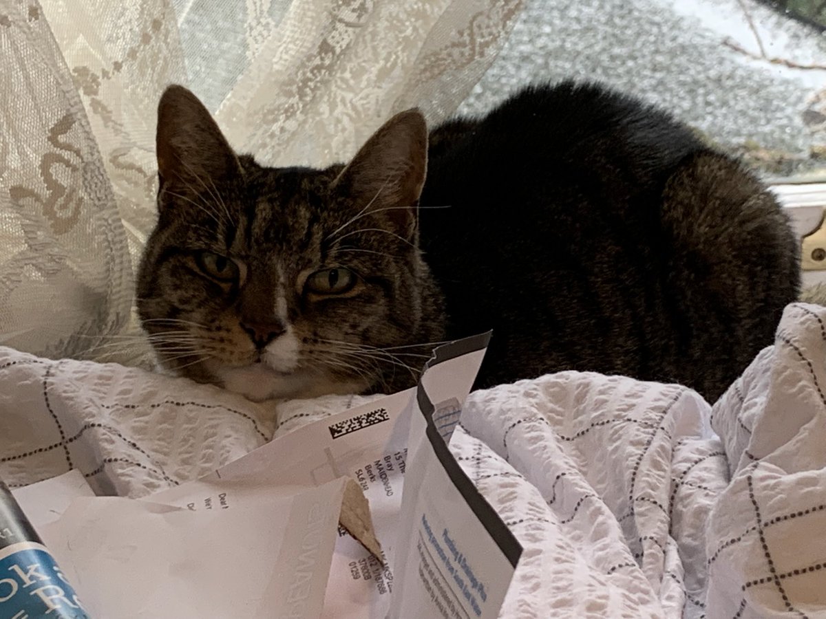 jodzew's tweet photo. @TreasuryMog This is Millie, who is 12 and loves to snuggle. We rescued her from a neighbour who had a small dog and she was stressed. She’s certainly not stressed anymore! https://t.co/l9vQtQmMfG