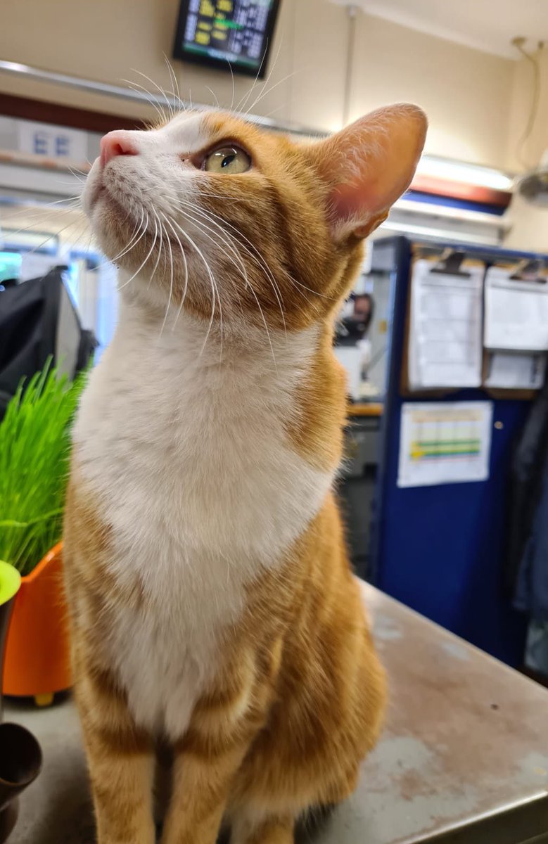 TheStourbridge's tweet photo. Good morning welcome to Tippetty tap tap Thursday

Every single day, do something that makes your heart sing.
- it doesn’t have to always be an opera, just as long as you can momentarily make it hum with enough happiness to make you smile 🧡

#cats #CatsOfTwitter #CatsOnTwitter https://t.co/PgV5amFfkr