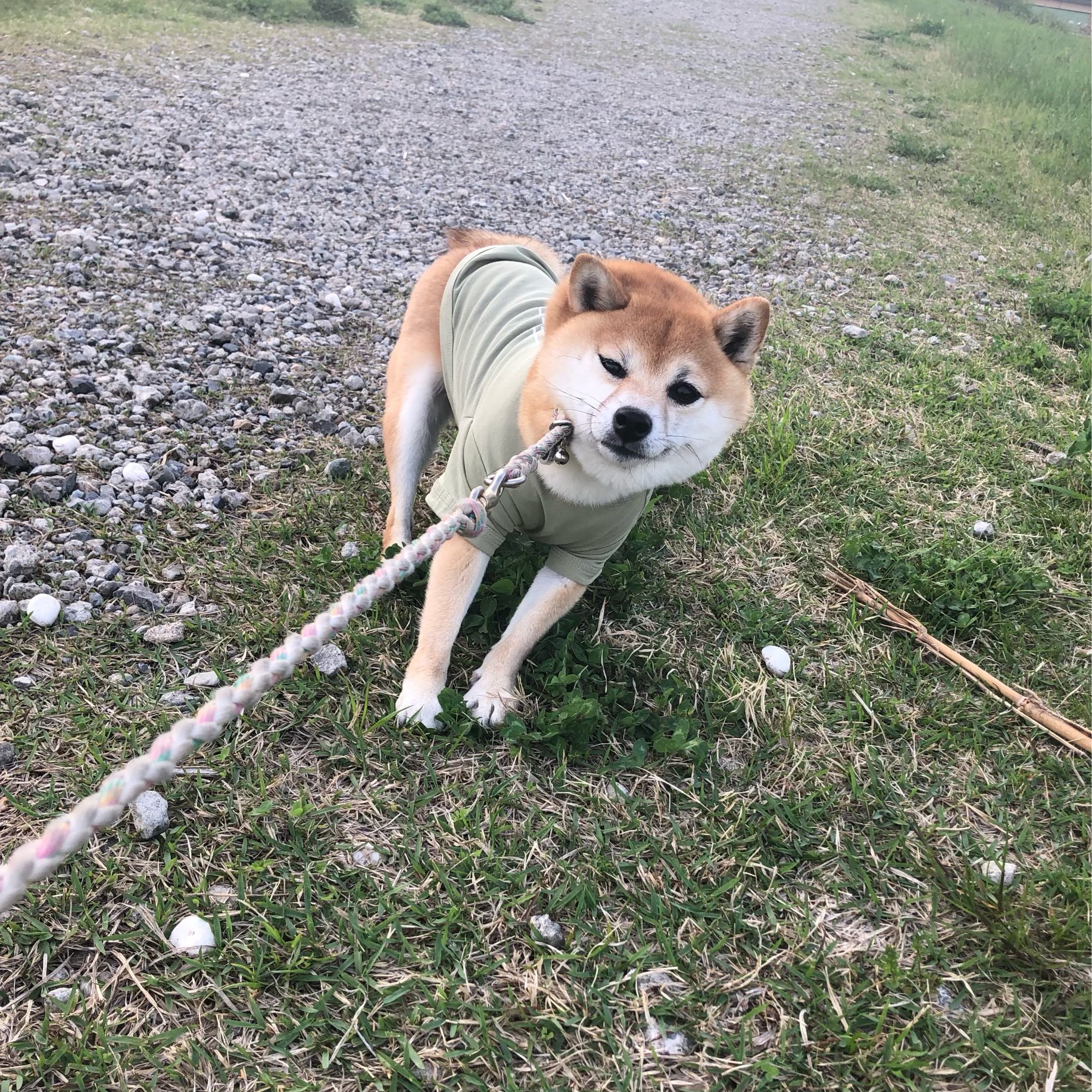 矢作紗友里 帰りたくない犬 お犬様 柴犬 T Co Lvaaq8ao1l Twitter