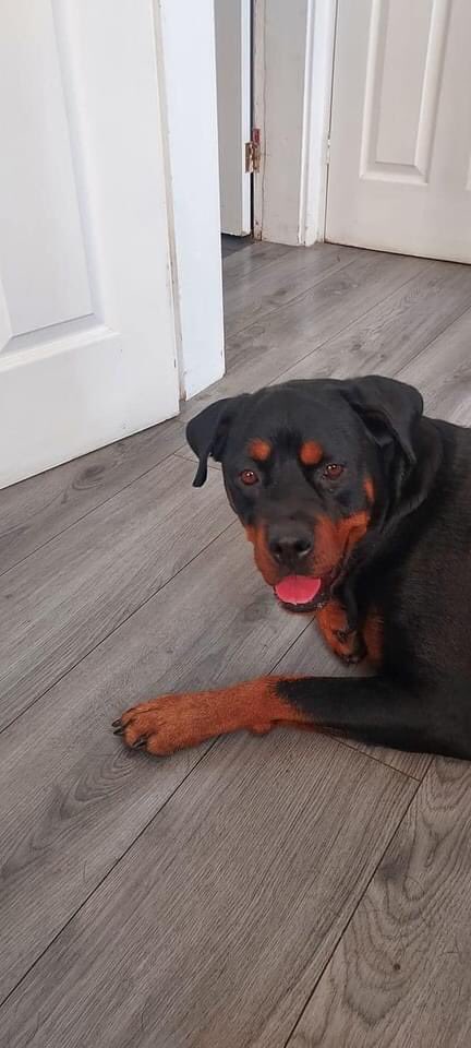 KarenFi51820768's tweet photo. Please share to #FindBubbles stolen from Sheffield area
all info here https://t.co/r8y5X2Pba9 please #RT any info contact @syptweet please https://t.co/cLypPpHcXx