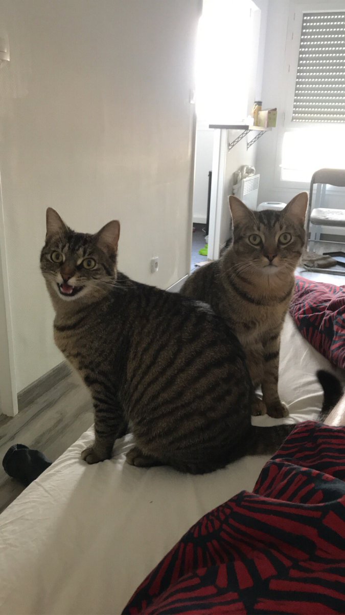 ItetsuLaTable's tweet photo. « On a faim on a faim donne nous a manger » 
Pas besoin de réveil le matin quand tu as des chats 😂 https://t.co/CkUYBLExNl