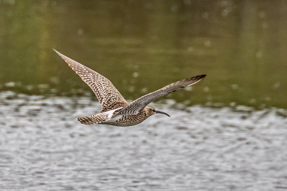 simonbool's tweet photo. Whimbrel at Par yesterday @Team4Nature @NatureUK @wildlifenet @CwallWildlife @CBWPS1
 #cornwall https://t.co/ubiUdSCkmq