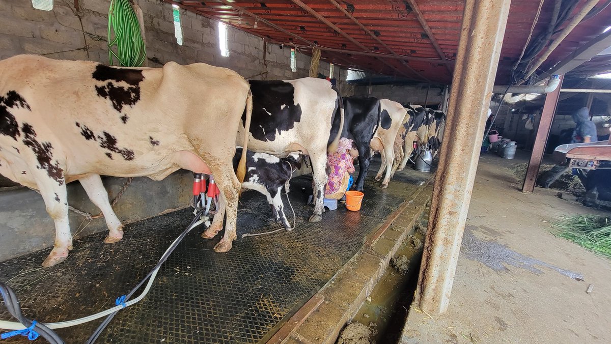 SabnamShivakoti's tweet photo. Animal farm in #Hemja
You can suggest caption :) https://t.co/bfCZlGY38r