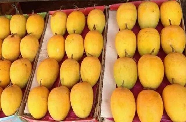 PiyushGoyal's tweet photo. GI tag का देखो जादू, 
Export होगा अब भागलपुरी आम जर्दालु 🥭

https://t.co/AtqnBL1Z7V https://t.co/jBDwCht9KN
