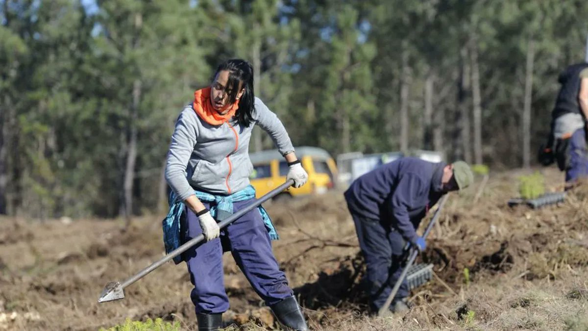 iforest_es's tweet photo. El distrito #forestal de Deza y Tabeirós-Montes, lidera en la provincia la facturación por madera de coníferas.
https://t.co/ZPOrmYu0YL https://t.co/1J8nci9TrA
