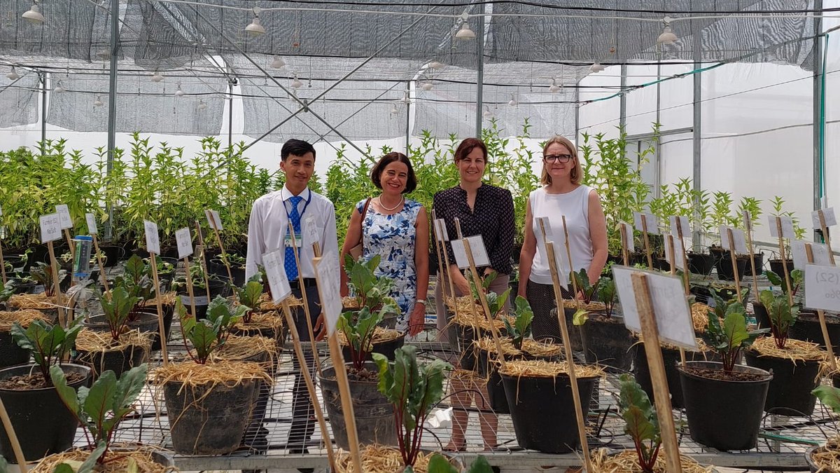 AusAmbVN's tweet photo. Excited to see the experiment on alternative crops on salty land by #CanThoUni and @CharlesSturtUni in a @ACIARAustralia #climatechange project. 🇦🇺 and 🇻🇳 experts are collaborating in #climateaction to build resilience for the #MekongDelta. https://t.co/34azXs8OTw