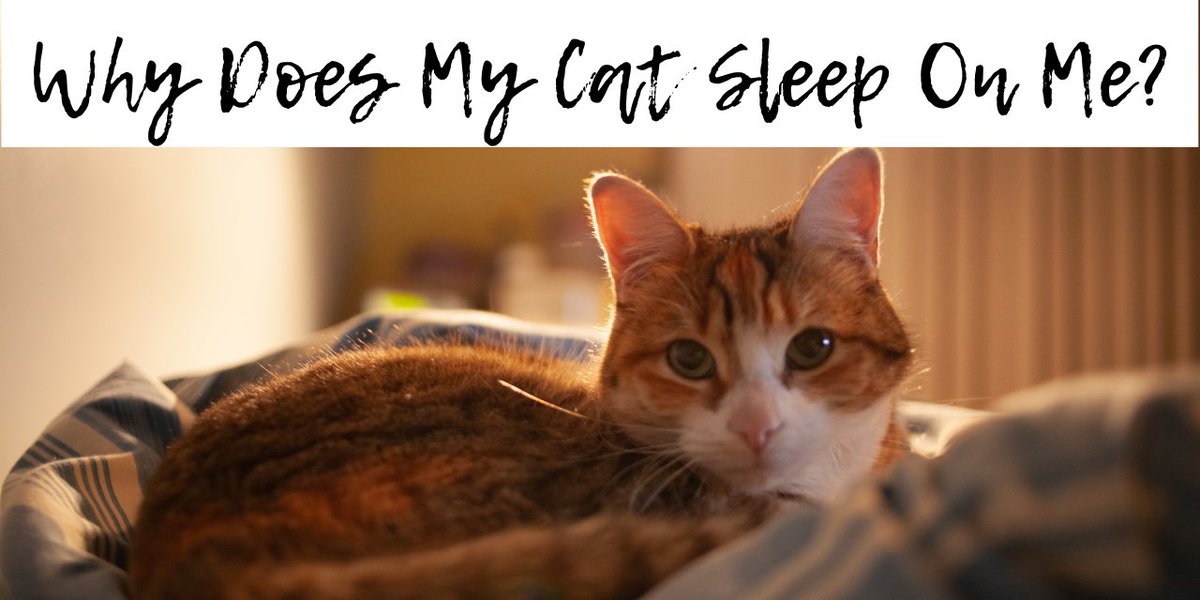 mrscatcrazy's tweet image. Do you ever wonder why your cat sleeps on you? Check out my latest blog post! mrscatcrazy.com/uncategorized/… #catblogs #catsleeping #cats #catlife #catperson #blogs #bloglife