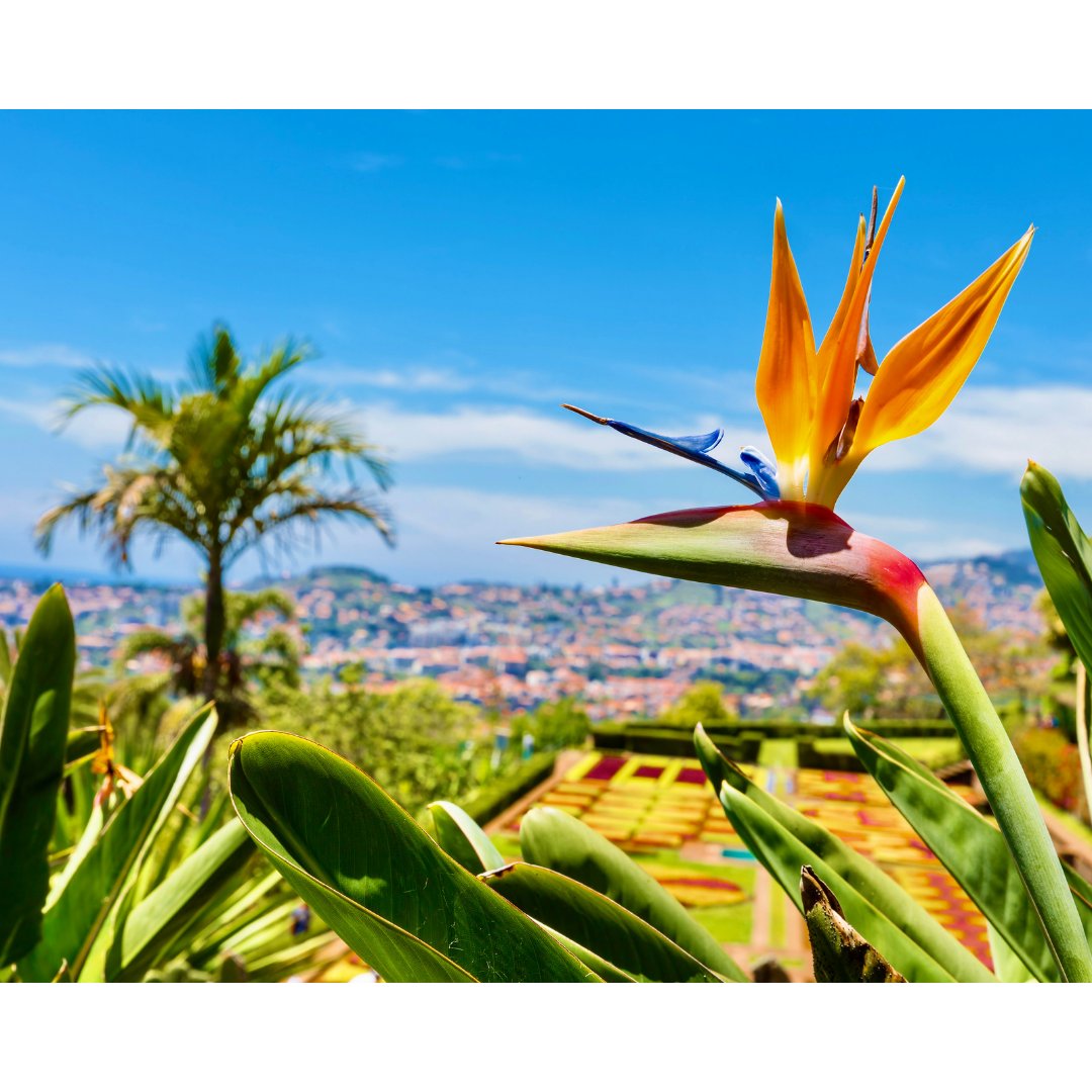 #jeudiphoto #Funchal 🇵🇹 
Capitale de #Madère, la ville surplombe une baie et est entourée de montagnes, elle est réputée et reconnue pour ses #jardins 🌸
Partez à la découverte de Madère avec <a href="/fitourvoyages/">Fitour Voyages</a> 
👉🏼 bit.ly/3tXAyPR
<a href="/AeroportLimoges/">Aéroport Limoges</a> <a href="/FlyingBrive/">BriveDordogneAirport</a>