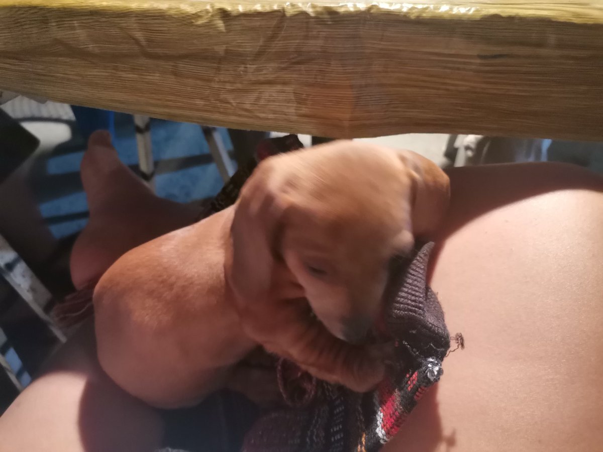 DmDreyna's tweet photo. @salsichinhas bebe kiara 🐶😘🥰 https://t.co/aaQqh5nn9g