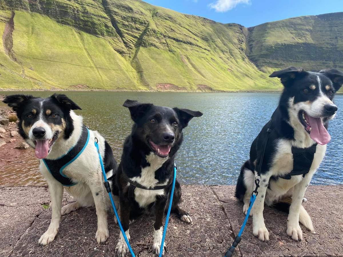 Aledjones19's tweet photo. @coopukinsurance #CoopInsurancePets #TeamDog love to win this for our pack😂. Mabel-Kali-Mac would love some treats 😍💙 #NationalPetMonth . https://t.co/ZDTNhPvSgr