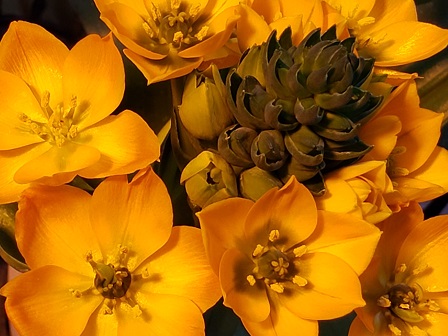 水野敬生 9時です 始業 憂鬱な人もそうじゃない人も草花を見て仕事運 金運上げていきましょ う 今日のお花は オーニソガラム 花言葉は 潔白 純粋 純潔さ 無垢 才能 動揺 など 一誠会では四季折々の草花が施設を彩って