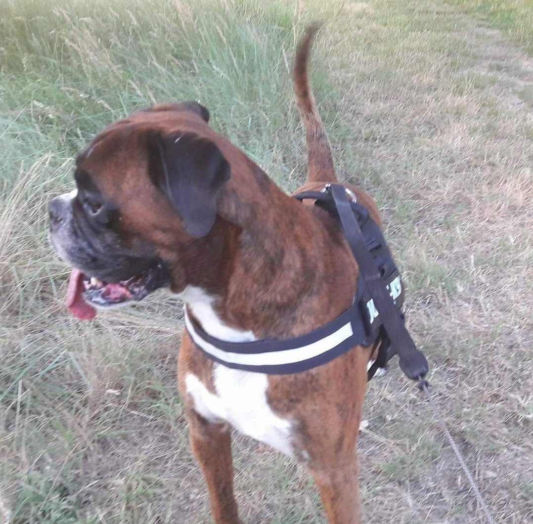 izatistinctoria's tweet photo. Hoya Twitter !
Some canine pics to cheer up your timeline 😘 #EtZouDesAmoursAuBoisDesLoups
#MarleyDesRadicalDogs
#GorgeousBabes #BoxerAddict #BoxerObsessed #ILoveMyBoxer https://t.co/am5bKKChXd