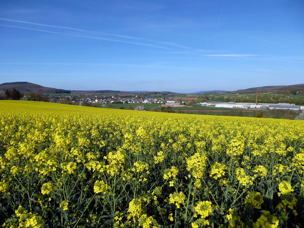 wittlichland's tweet photo. ©️Foto: Bernhard Korst
Guten Morgen aus Salmtal! ☀️
#meinwittlichland #salmtal #frühling #spring #nature #sunnyday #landscapephotography #panoramaview #visitrlp #exploreeifel https://t.co/NmiG2p37QY