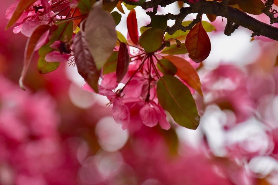 nadski65's tweet photo. Good morning everyone 🌺🌺🌺.          #NatureBeauty #flower #flowerphotography #flowerpower #blosom #BlossomWatch #ThursdayThoughts #Nikon #nikonphotography https://t.co/oQEIOjp6dL