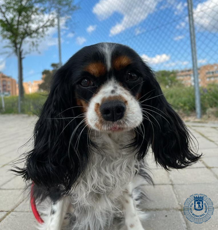 ⛔️Se prohíbe la permanencia continuada de #animales en terrazas o patios, debiendo pasar en cualquier caso la noche en el interior de la vivienda.
#Mascotas
#PMM