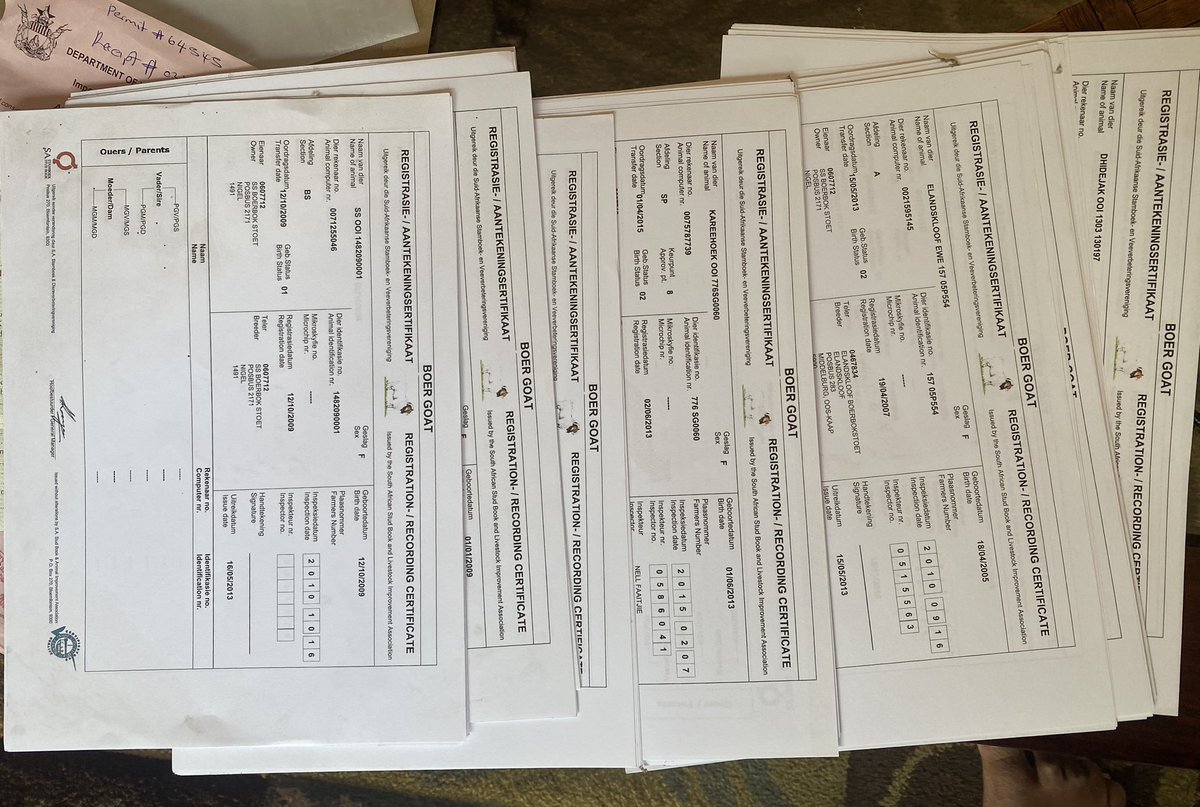 daddyhope's tweet image. 7. Every one of my Boer goats came with its individual certificate and they are all registered with the South African Stud Book and Animal Investment Association.

I want to repeat this again, I NEVER received a goat or land from the Government of Zimbabwe!

I live at the village