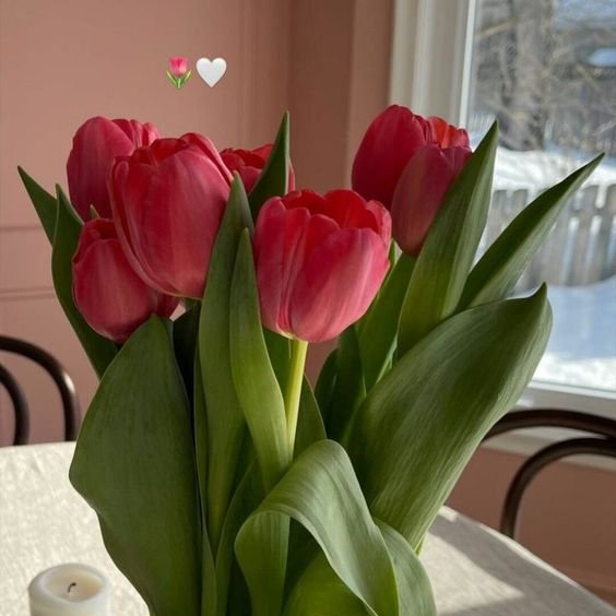 liIacdaisy's tweet image. tulips