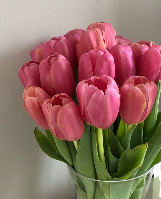 liIacdaisy's tweet image. tulips