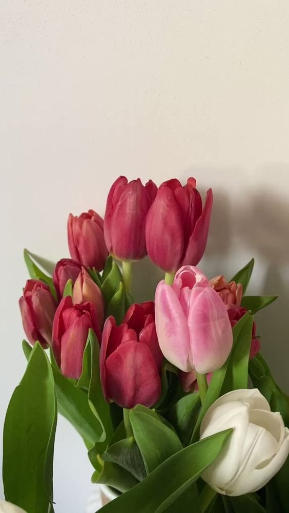 liIacdaisy's tweet image. tulips