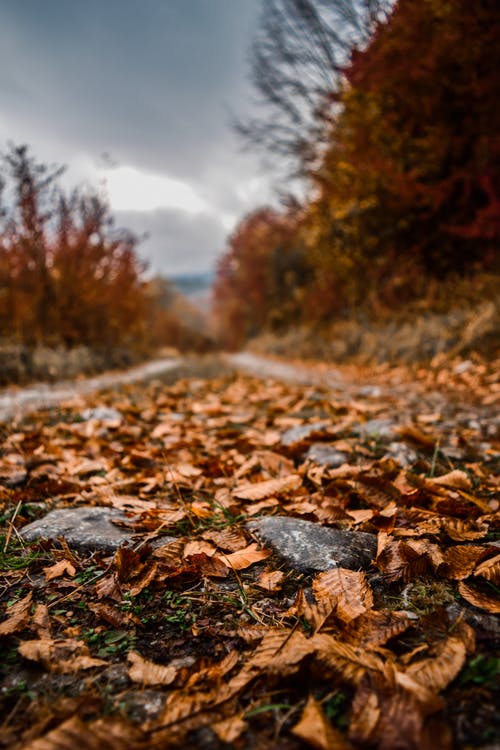 🌹If we have the heart to feel, we can find beauty and peace even on dry leaves 🌹
#dryleaves
#beauty
#happydaytoall