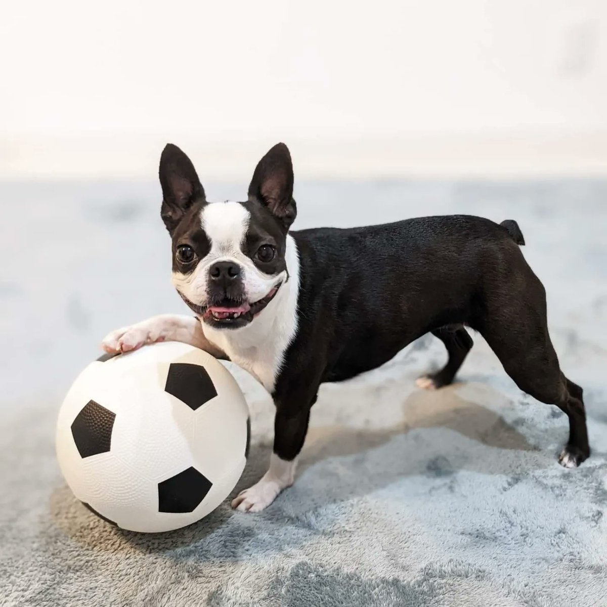 ゼロ レイ ボステリとフレブル Youtubeはゼロレイチャンネル Zero Bostont Twitter