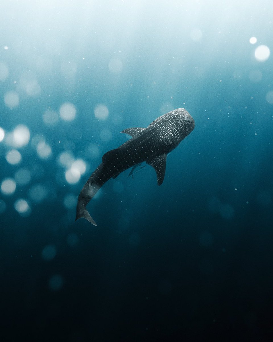 PHLYimages's tweet photo. Floating in a Dream ✨ https://t.co/xEL4i4pE8P