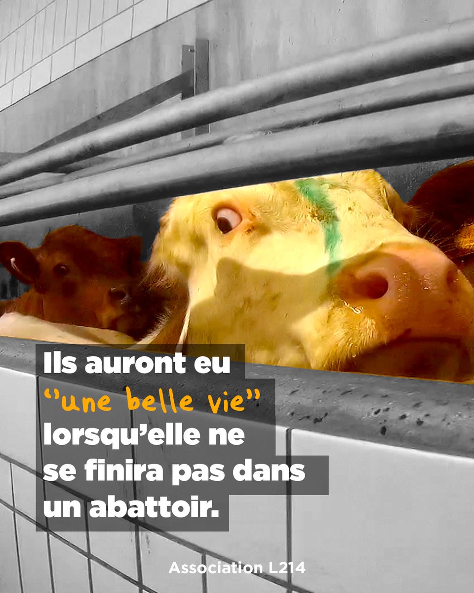 L214's tweet photo. Le temps de lire ces mots, 140 animaux sont morts dans les abattoirs français.

Vous pouvez agir 👉 https://t.co/Rr7eXIywvD https://t.co/NszcBr8eww