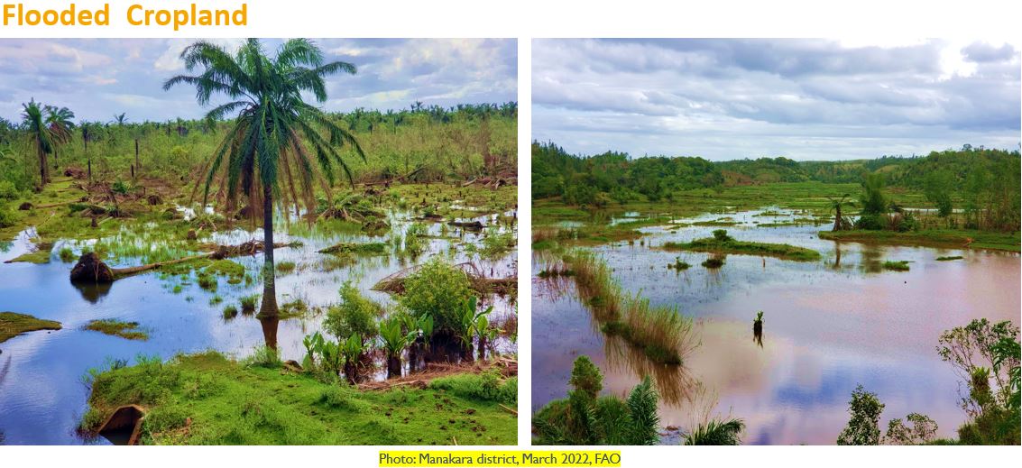 FNSWG_SRNAFR's tweet photo. Agriculture Loss and Damage #needsAssessment following #BATSIRAI and #EMNATI #cyclones has been conducted in #Madagascar in the regions of Atsimo Antsinana, Fitovinany and Vativavy.

Read more: https://t.co/KTwbtV422u https://t.co/uVxQRsQvIN