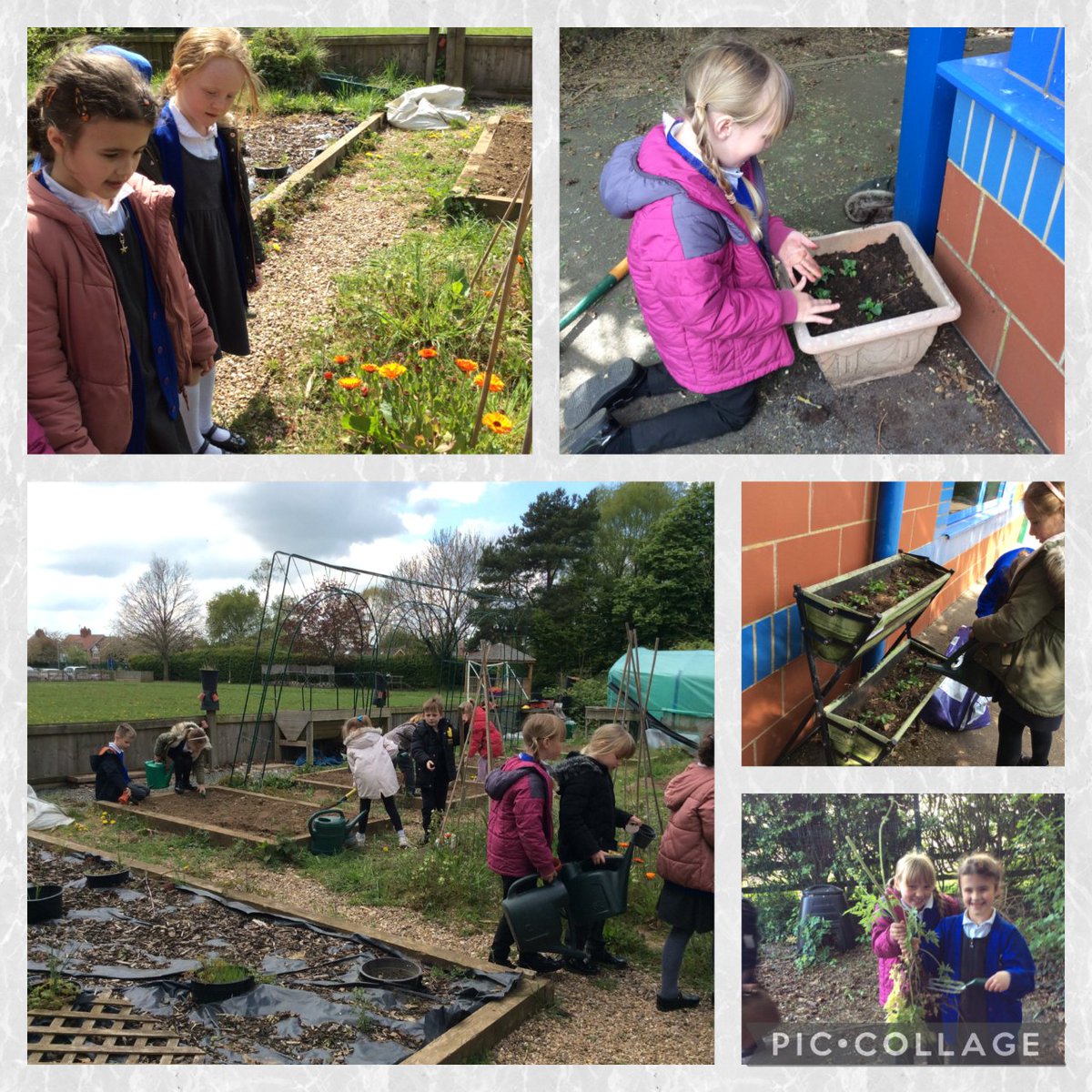 Birch Class started their topic by exploring the garden area, clearing weeds, digging, sweeping and finally planting their pansies.