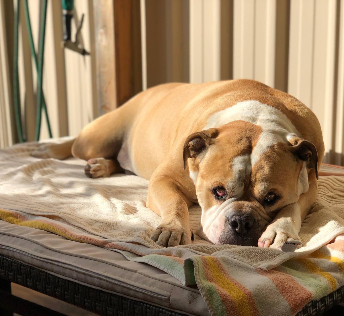 Archie_Bulldog's tweet photo. Daddy told me that no matter where we go, we’ll always bring our own sunshine. https://t.co/t5S7X87aF9