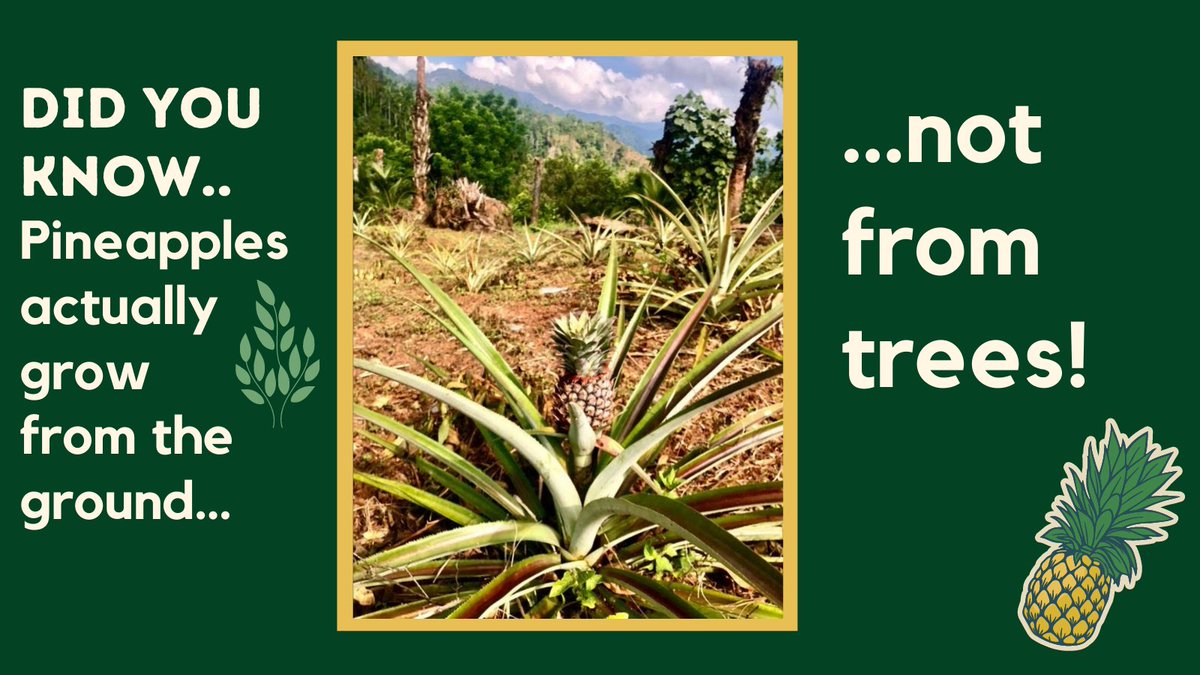 tcdf_tweet's tweet photo. Here at the TCDF, we grow our own organic products, including pineapple, and plants in a sustainable way in our food forest farm #organic #sustainability #serviceleanring #farming https://t.co/8jZbEb4Hr8