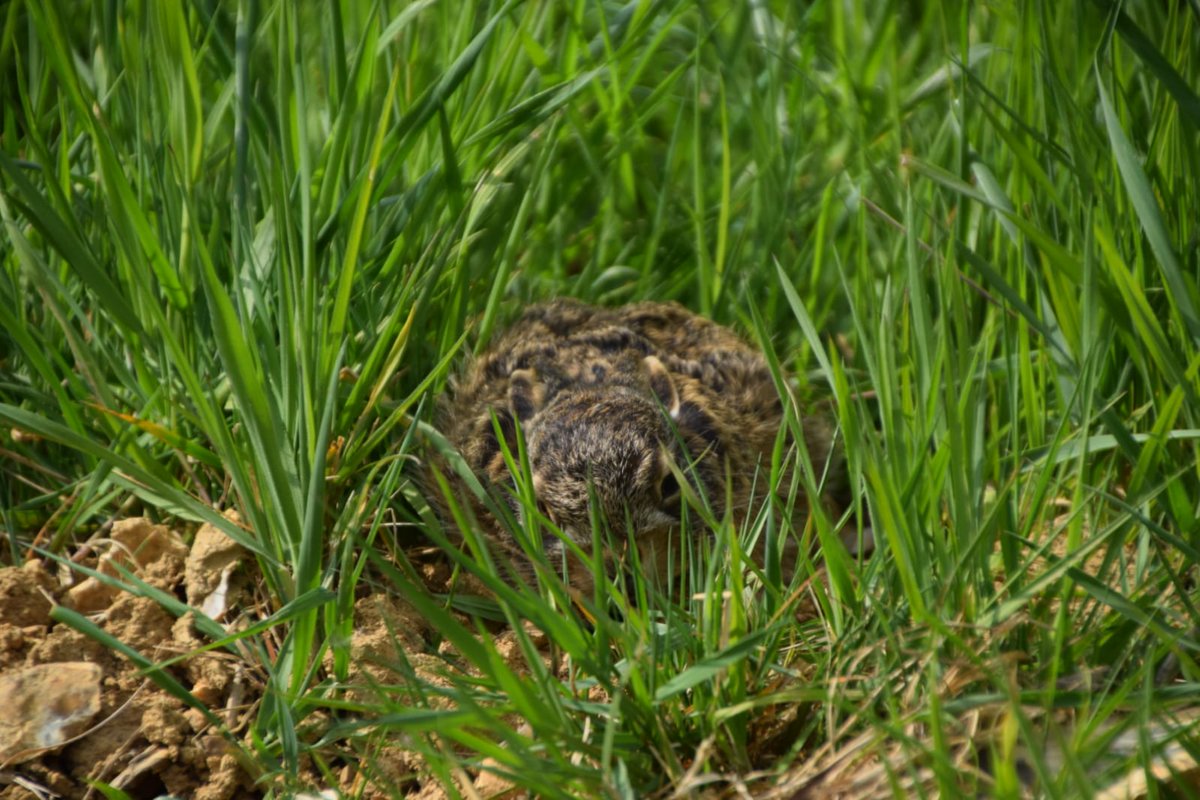 mure_solene's tweet photo. Soyons vigilant à ce qu'il se passe dans nos bordures de champ! Elles sont des refuges pour un bon nombre d'animaux . Il faut éviter de faucher pendant les périodes de reproduction  @chambagri28 @digifermes https://t.co/sx88RB6imJ