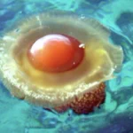 どうみたって「見た目が目玉焼きすぎるクラゲ」が発見される