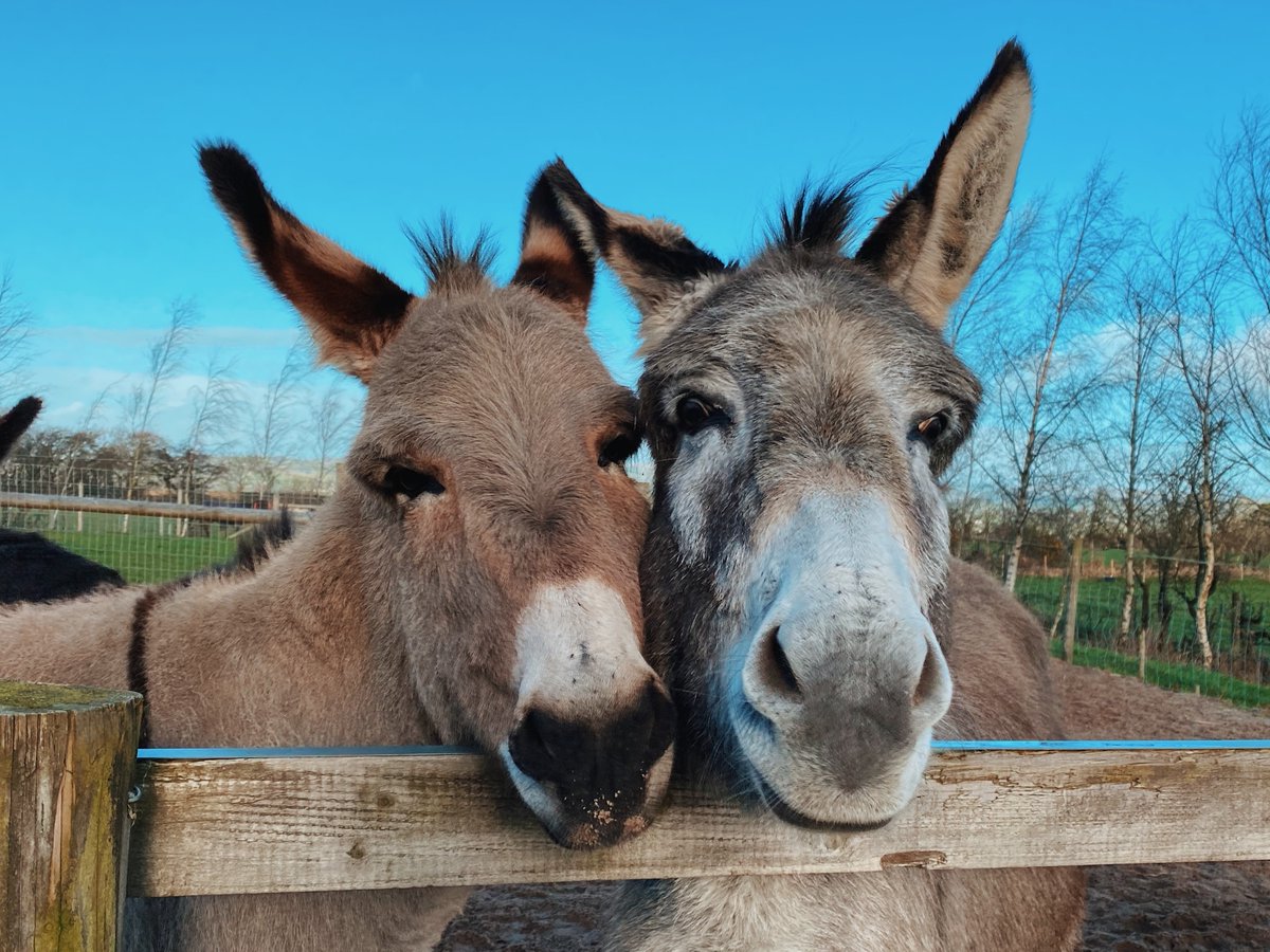 DonkeySanctuary's tweet image. Look at these two! 😍
