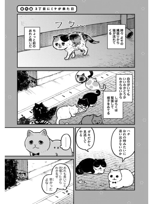 【創作】子猫の新入り#ツレ猫マルルとハチ #マルルとハチ 