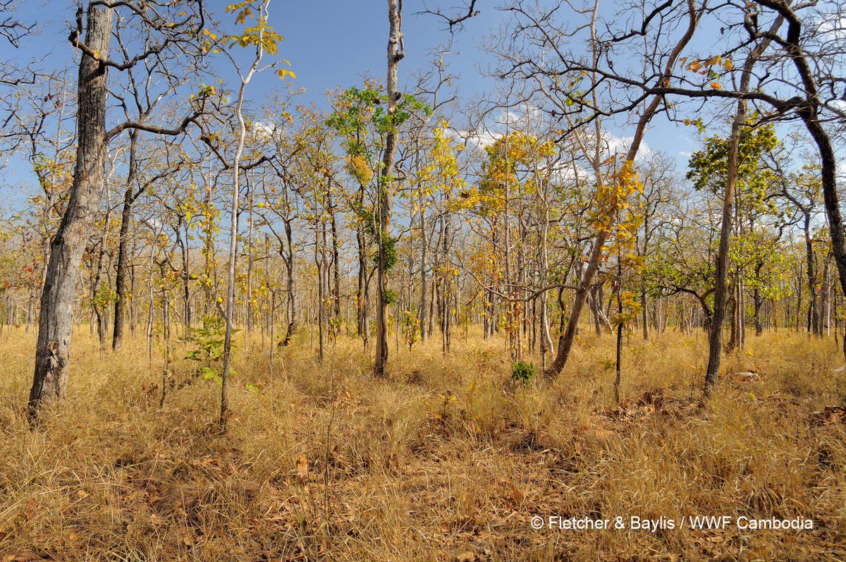 WWF in Cambodia tweet media