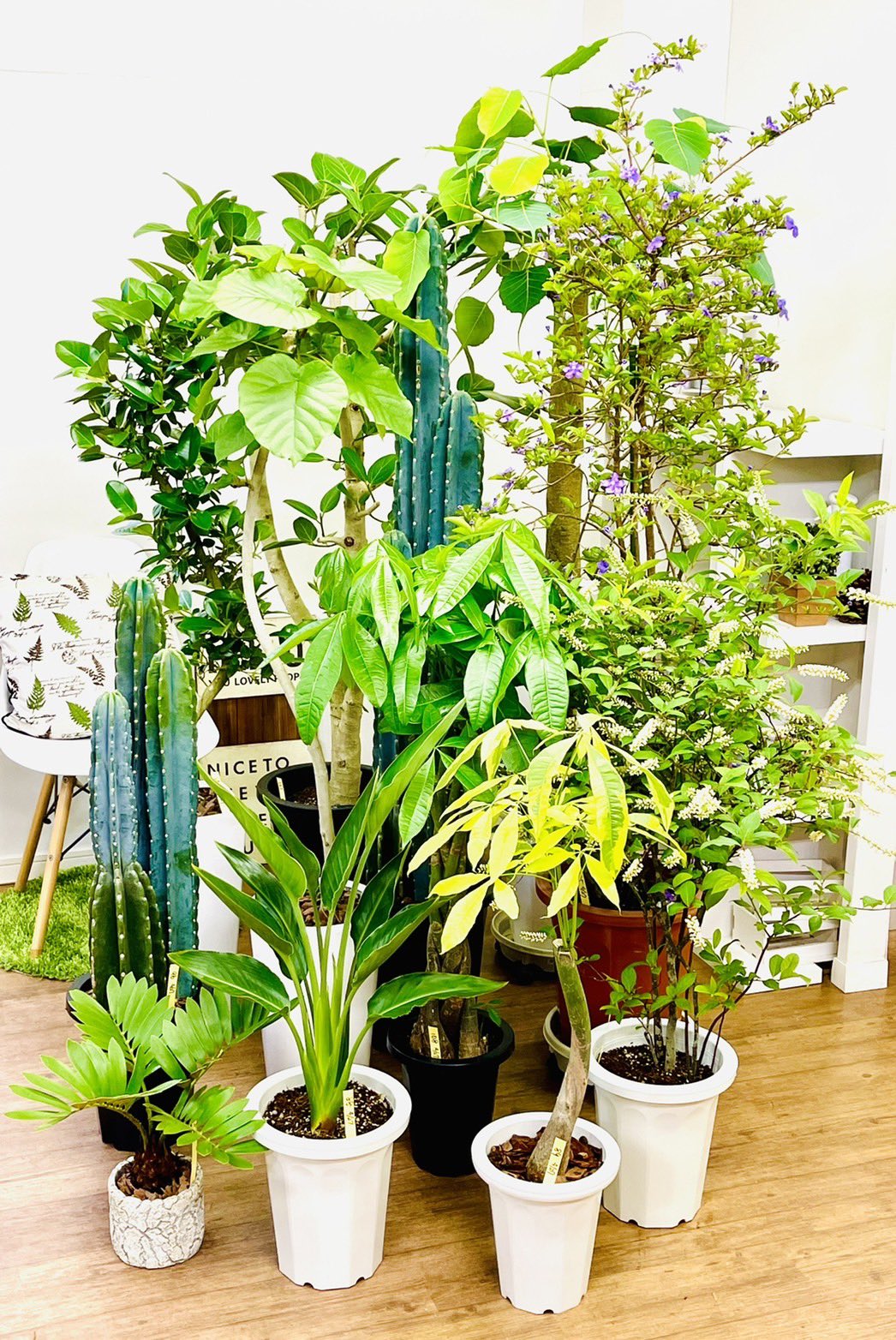 تويتر 観葉植物のお店 E Ran على تويتر 4月27日に入荷した植物達です 昨日に引き続き希少種で綺麗な色合いの斑入りのパキラムーンライトや白い花が沢山のコバノズイナも入荷しております 観葉植物 観葉植物のある暮らし おうち時間 グリーンインテリア 観葉