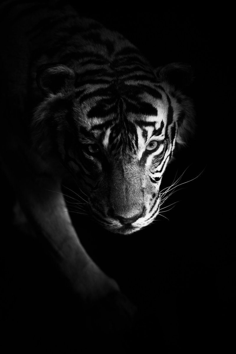 Raphaël Rousseau. 
Tigre de Sumatra, MNHM (preserved)
#Paris France #jeudiphoto 
Bonjour Twitter.  Hello !