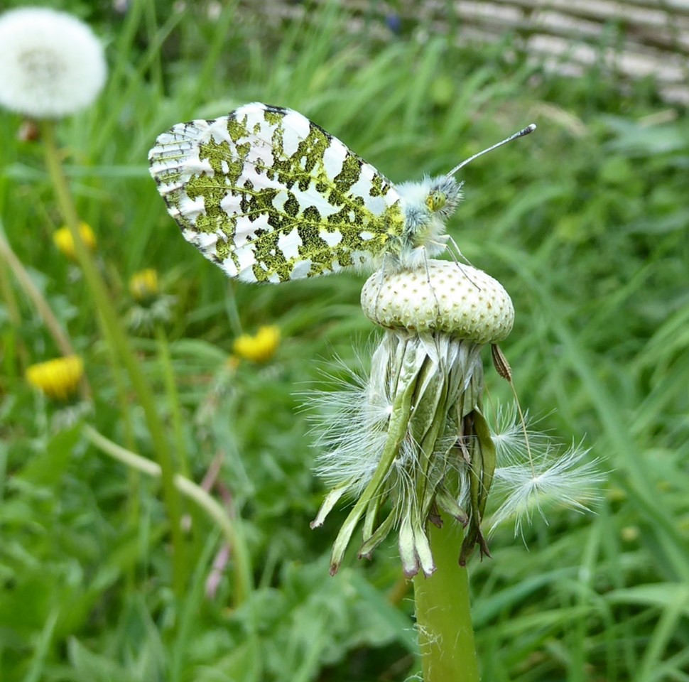 Anne Edwards (@annieedwardsjic) on Twitter photo Its flowers and seeds may have gone but the dandelion still makes a convenient perch for an orange-tip <a href="/DandelionAppre1/">Dandelion Appreciation Society</a> Its flowers and seeds may have gone but the dandelion still makes a convenient perch for an orange-tip <a href="/DandelionAppre1/">Dandelion Appreciation Society</a>