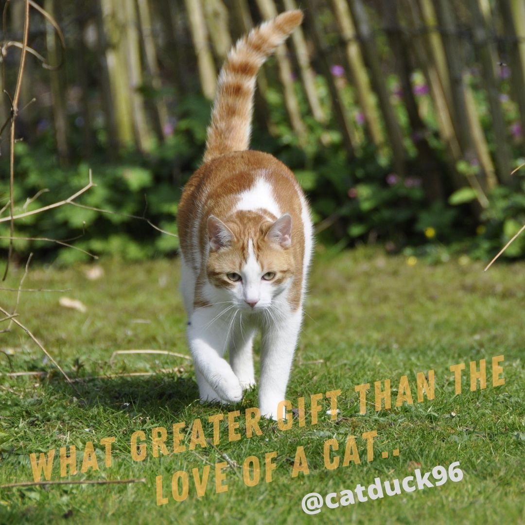 Catduck96's tweet photo. “What greater gift than the love of a cat?”
.
#cat #catsofinstagram #cats #catstagram #vacation #catlover #catlovers #catoftheday #catlife https://t.co/MHpJYlQkYe