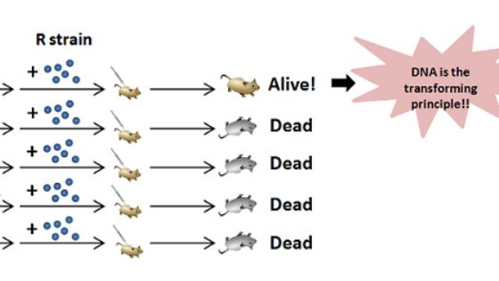 Oswald Avery(1877 – 1955)#Canadian knwn 4 exps isolated DNA as mat~ of which genes n chrom~s r made. Was said he most deserving not 2 receive thou nominated  1930s, 1940s, n 1950s.#thursdaymorning #thursdayvibes #PayItForwardDay #AI #Biology #Science #NEET2022 #NEET2023 #Uranites