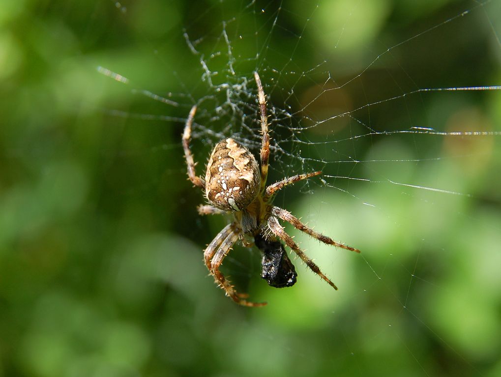 Conférence « Fascinantes araignées ». Christine Rollard, biologiste et aranéologue au Muséum national d’Histoire naturelle vient nous partager sa passion et son savoir sur le monde sensoriel des #araignées.
Samedi 14 mai à 15h à La Roche-Jagu.
<a href="/Le_Museum/">Muséum national d'Histoire naturelle</a> #conference