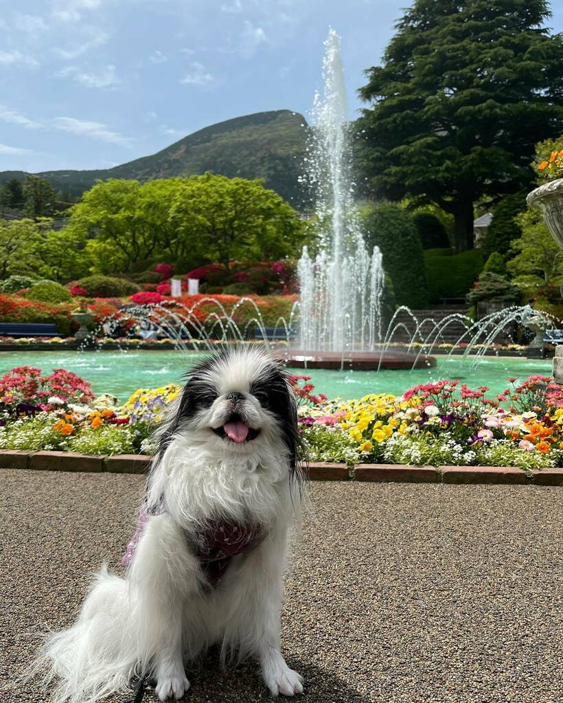 ruby_kii's tweet photo. #強羅公園 #GoraPark #hakone #travellingchin #狆 #JapaneseChin #dog #chinstagram #squishyfacecrew #april2022 https://t.co/yNppuqvGvT https://t.co/mVixssMwkF