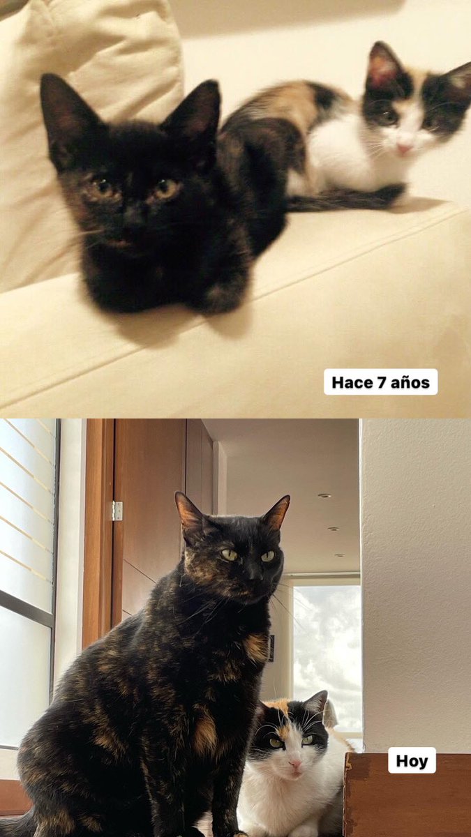 maropede's tweet photo. @sebasgrisalesr Agatha y Lola adoptadas! https://t.co/3zAuwGoioc